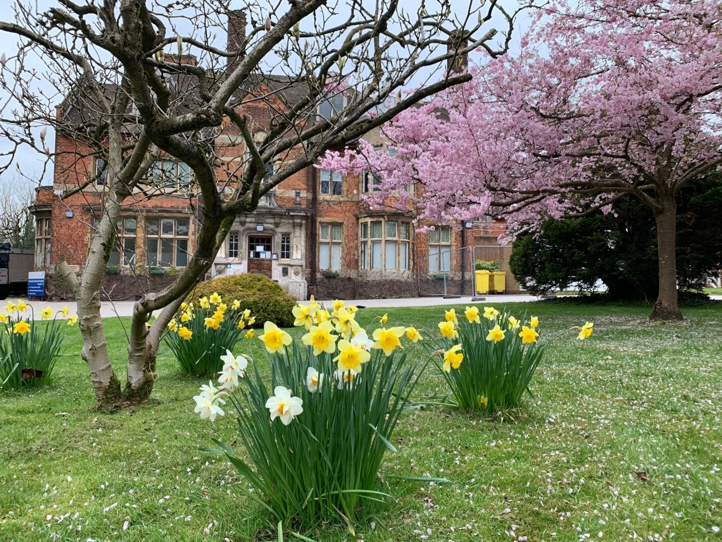 Image of Harpenden Memorial Hospital in the spring with daffodils and cherry blossom tree in front of the building